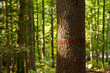 Single red colored line sign on sunny tree trunk in the forest. Selective focus used.
