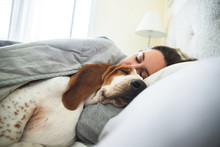 Girl And Dog Sleeping Together Comfortably And Cuddled In Bed In The Morning. In Bed With Best Friend Brown And White Basset Hound Dog With Happy Face To Wake Up Next To Your Pet