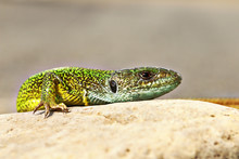 Detail Of  Green Lizard In Natural Environment