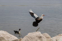 Muscovy Duck Flying Over The Lake. Muscovy Duck With Open Wings.