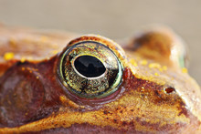 Macro Shot Of Frog Eye