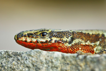 Wall Mural - macro image of male Podarcis muralis