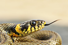 Portrait Of Beautiful Grass Snake