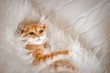 Cute, Ginger kitten lying in the morning on a fur blanket. Concept of cozy Hyugge and good morning.