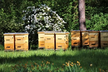 bees in beehive