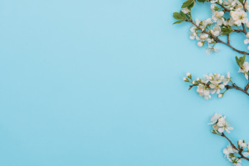 photo of spring white cherry blossom tree on blue background. view from above, flat lay, copy space.