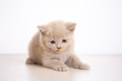© PakoStudio - little british kitten, cream color, on white background