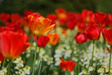 Fototapeta Na drzwi - Tulips in Park 1