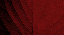 Red Leaf Texture Background ( Teak Leaf )
