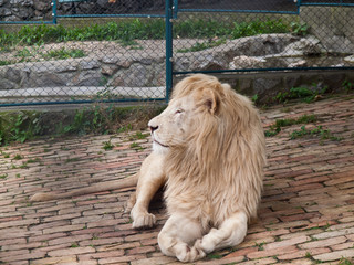 White Lion in Belgrade zoo