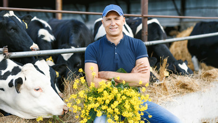 Farmer working on farm with dairy cows