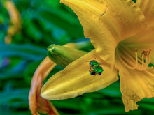 Macro Photography Of A Green Orchid Bee Hovering Near A Yellow Daylily. Captured At The Andean Mountains Of Southern Colombia.
