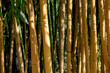 Bambus - Stäbe einer dichten Hecke