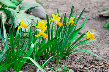 Yellow daffodils in the garden. Flowers in spring