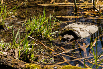 Wall Mural - Common Snapping Turtle (Chelydra serpentina)