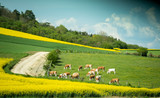 large group of healthy beautiful cows grazing fresh grass on the fields and hills of French village near beautiful vibrant raps field in bloom 