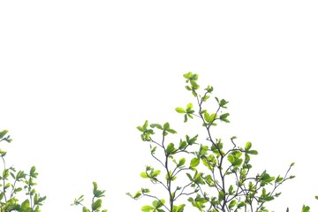 top view young indian almond tree leaves with branches growing in a garden on white isolated backgro