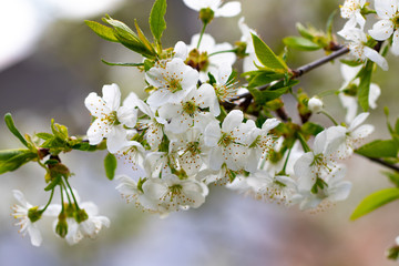 a spring Flowering branch against the blue sky backgrounds