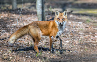 Wall Mural - Wild Red Fox in a Maryland forest standing in the sunlight