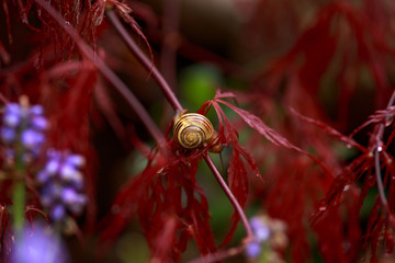 Wall Mural - snail sitting on Red foliage of the weeping Laceleaf Japanese Maple tree Acer palmatum in garden.