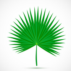 Palmetto leaf Tropical plant 