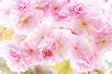 Fototapeta Kwiaty - Close up of beautiful blossom Sakura pink flowers isolated background. 