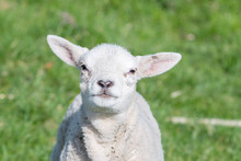 New Born Lamb Grazing On Grass