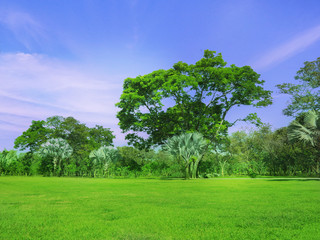 Wall Mural - natural green background with sunlight in the morning