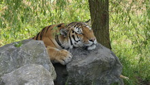 Siberian Tiger Snoozing With His Head Lying On A Rock