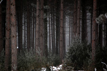 Jack Pine Forest Free Stock Photo - Public Domain Pictures