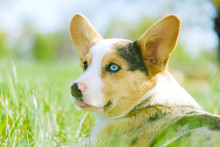 Blue Eyed Merle Puppy Dog Shows Corgi Breed With Big Ears Close Up Outdoors In Spring Grass.