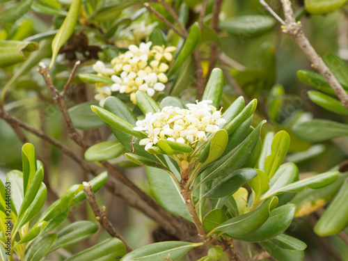 Pittosporum Tobira Le Pittosporum Du Japon Ou Arbre Des
