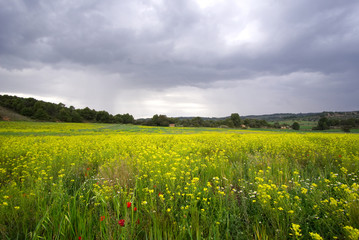 field of yellow flowers and blue sky