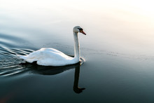 White Swan On A Lake