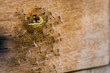 Bee hive without sting, Jataí bee (Tetragonisca angustula)
