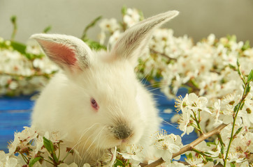 Poster - White rabbit on the background of boards and flowers