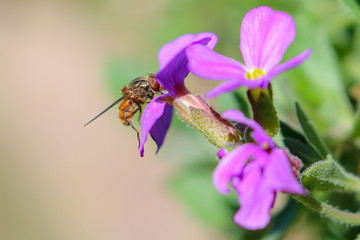 Canvas Print - Spring Bee