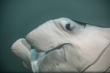 Manta ray in Hawaii