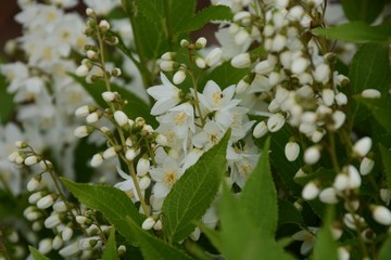 Canvas Print - Slender deutzia blossoms