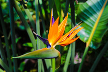 Colorful Flower Bird Of Paradise Strelitzia Reginae Blossom In Botanic Garden.