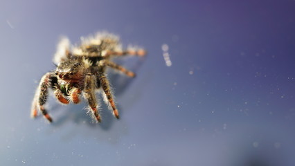 macro spider