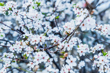 Wall Mural - Flowering almond trees during the spring in a Mediterranean city, ideal for a soft background.