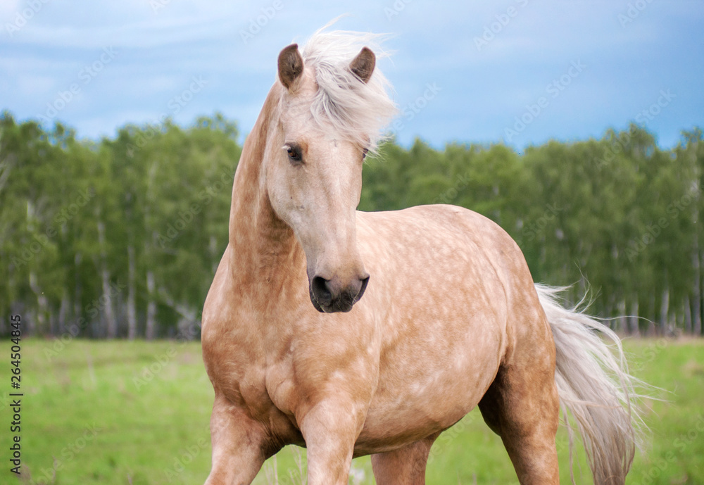 Free palomino horse runs in the field and forest - obrazy, fototapety, plakaty 