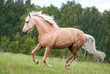 Free palomino horse runs in the field and forest