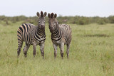 Fototapeta Konie - Steppenzebra / Burchell's zebra / Equus burchellii