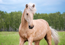 Free Palomino Horse Runs In The Field And Forest