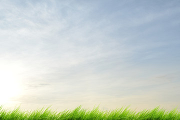 green grass and blue sky