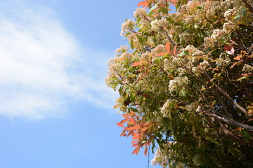 Sticker - Red robin (Japanese photinia) blossoms