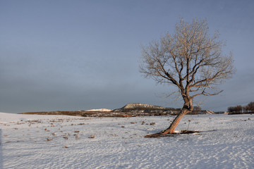 bent tree during morning on a winter day 