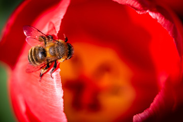 Canvas Print - bee 